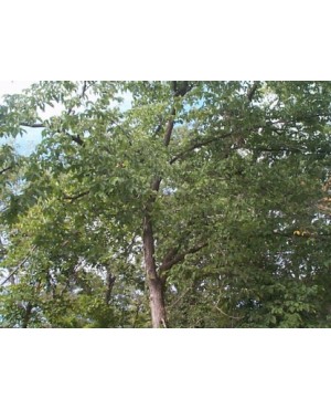 Ulmus rubra
